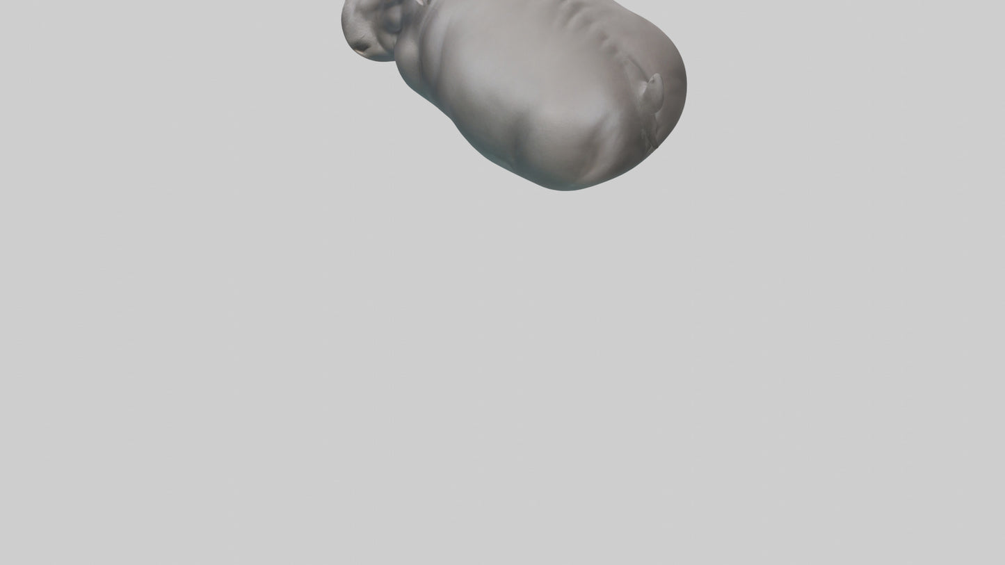 3D model Hippopotamus submerged model VR / AR / low-poly