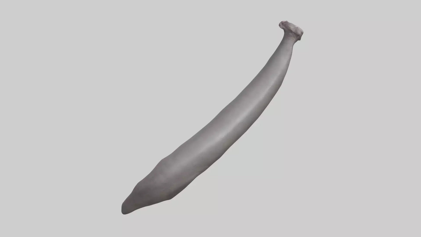 3D model Hippopotamus Tail VR / AR / low-poly