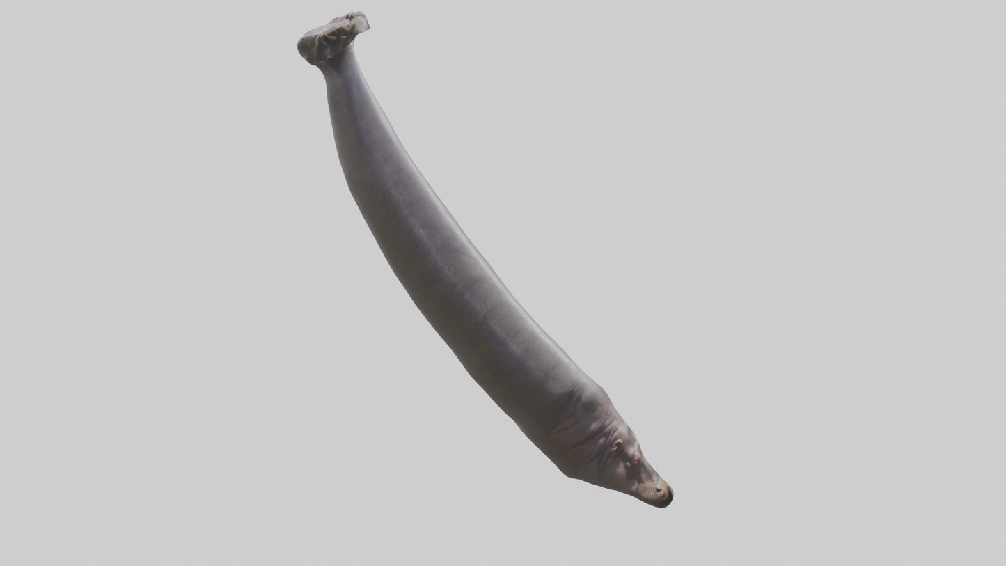 3D model Hippopotamus Tail VR / AR / low-poly