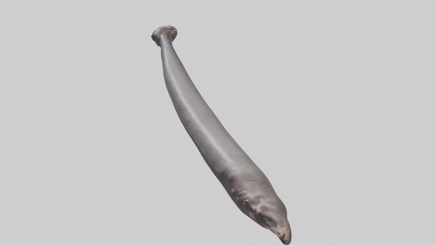 3D model Hippopotamus Tail VR / AR / low-poly