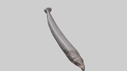 3D model Hippopotamus Tail VR / AR / low-poly