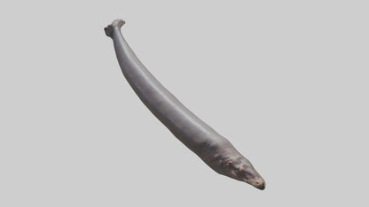 3D model Hippopotamus Tail VR / AR / low-poly