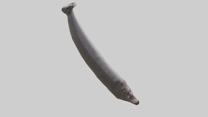 3D model Hippopotamus Tail VR / AR / low-poly