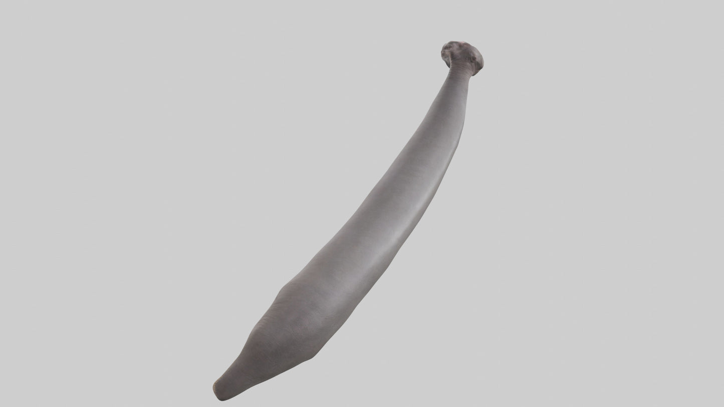 3D model Hippopotamus Tail VR / AR / low-poly