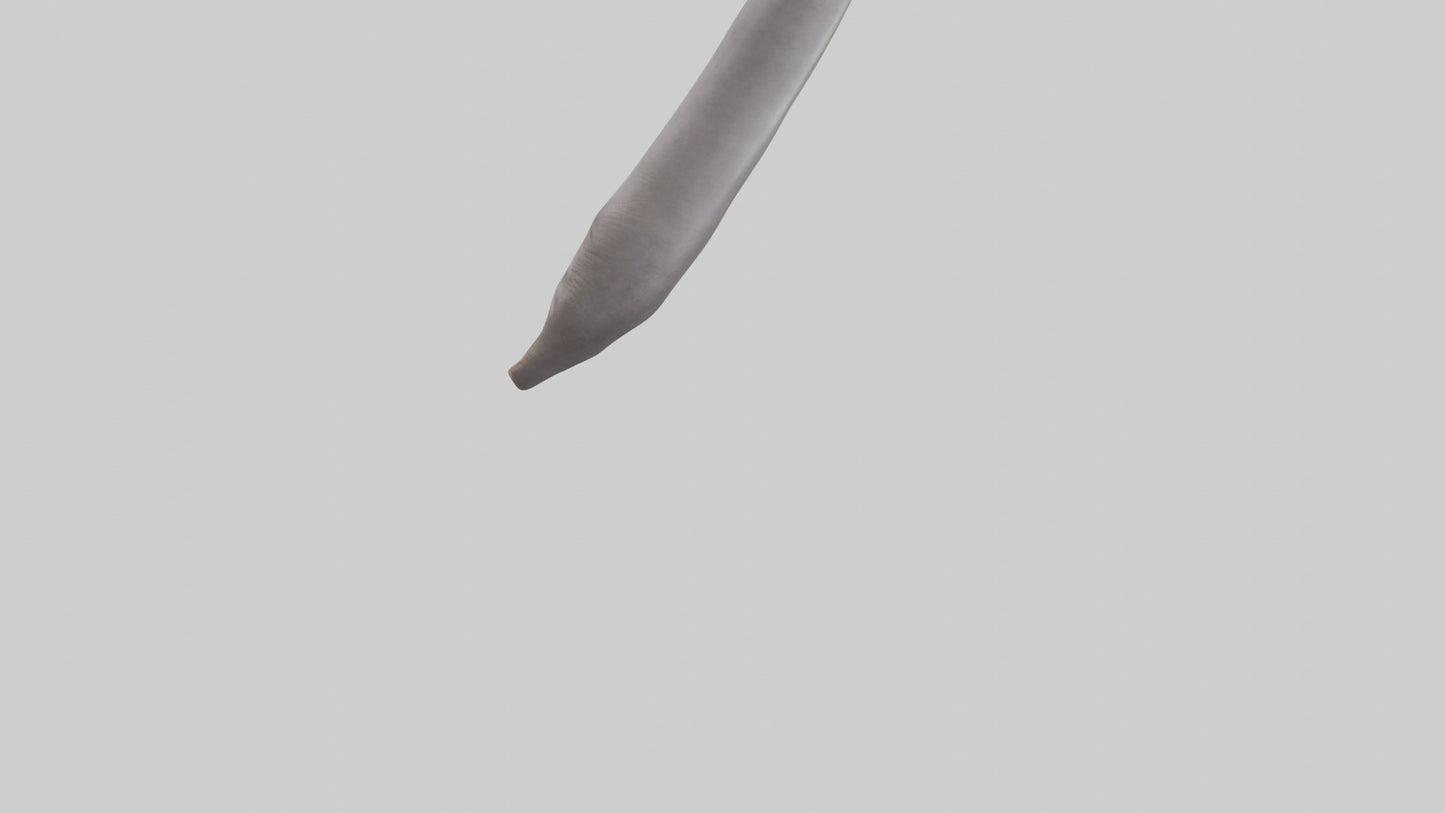 3D model Hippopotamus Tail VR / AR / low-poly