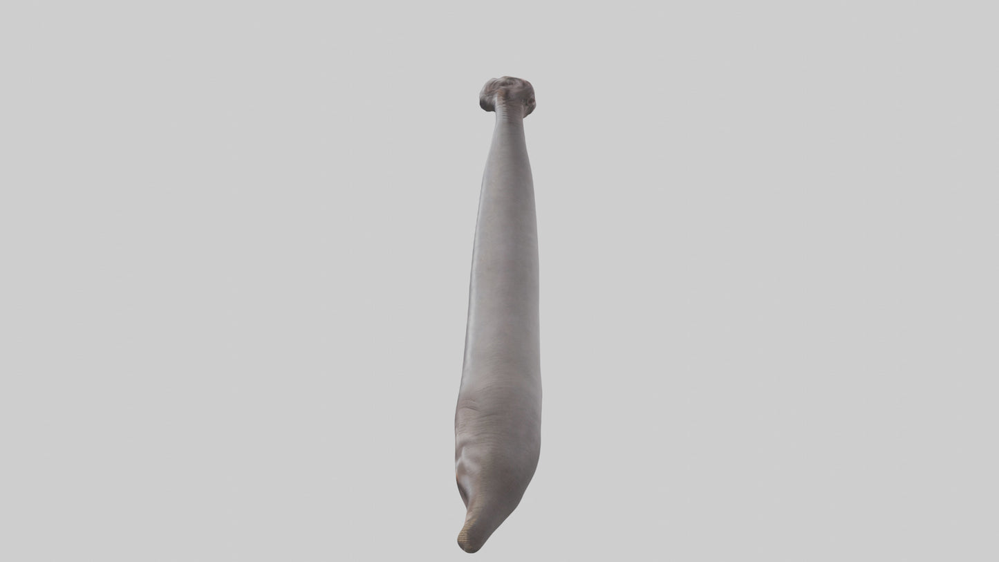 3D model Hippopotamus Tail VR / AR / low-poly