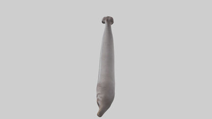 3D model Hippopotamus Tail VR / AR / low-poly