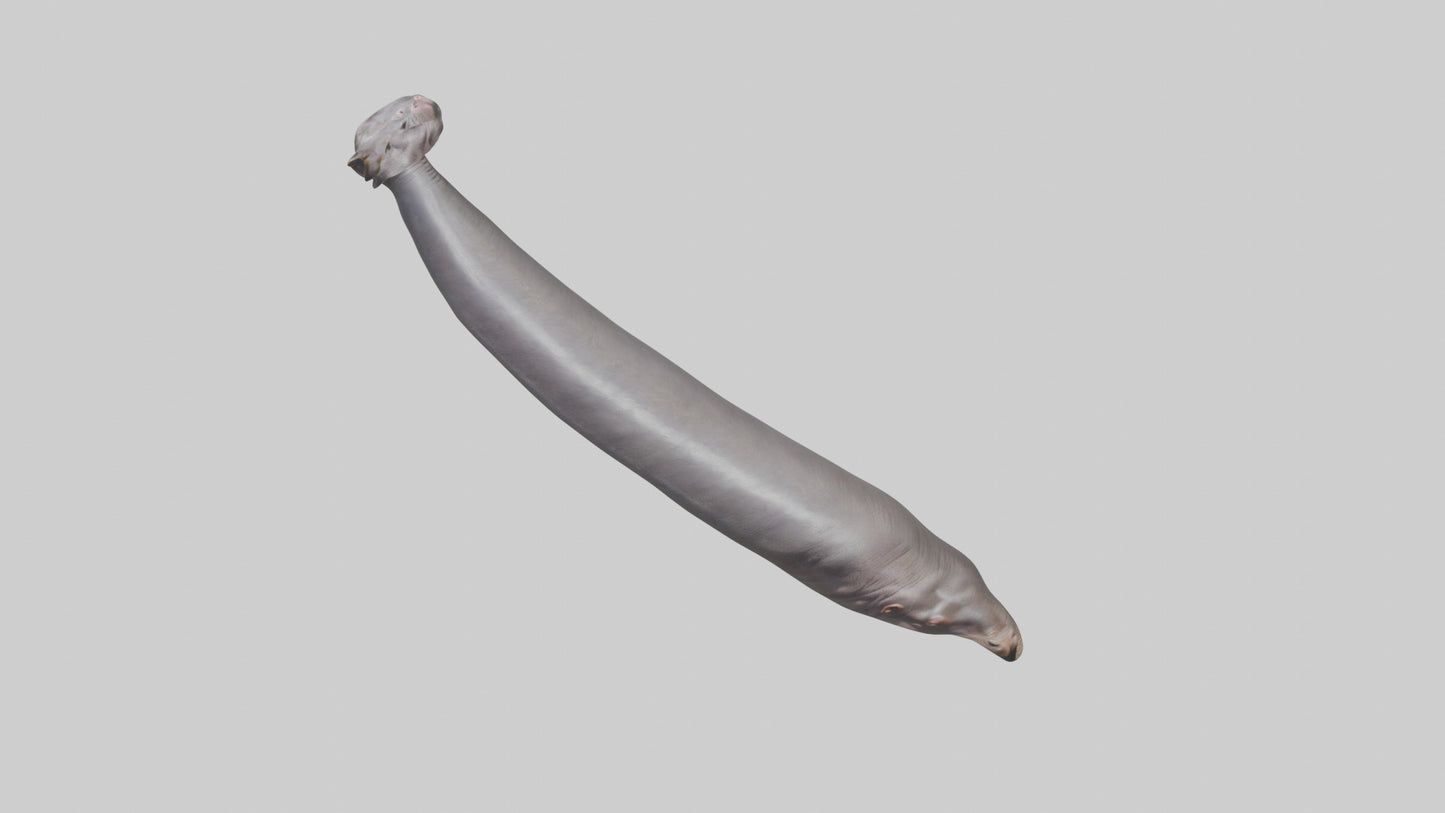 3D model Hippopotamus Tail VR / AR / low-poly