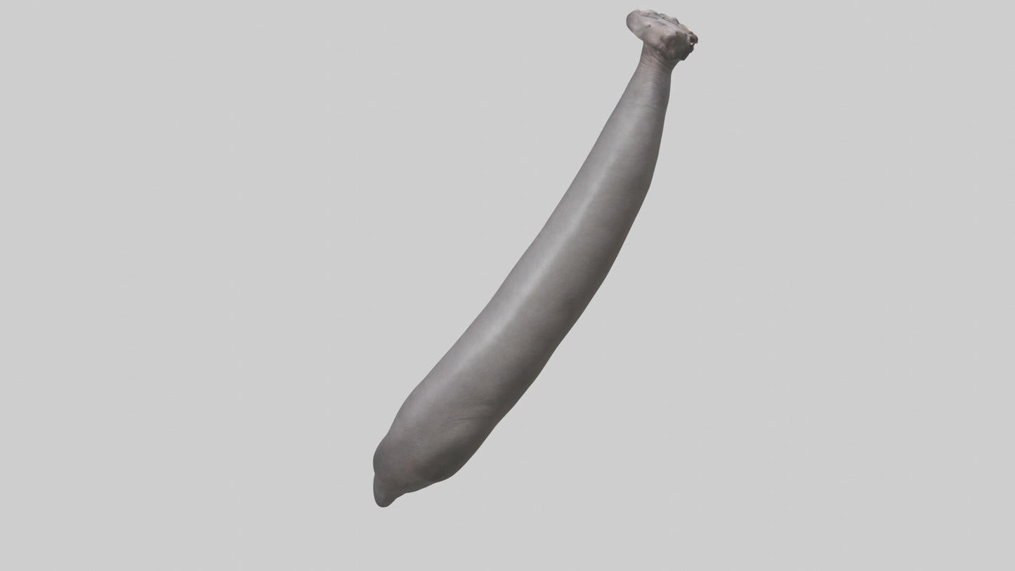 3D model Hippopotamus Tail VR / AR / low-poly