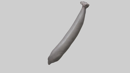 3D model Hippopotamus Tail VR / AR / low-poly