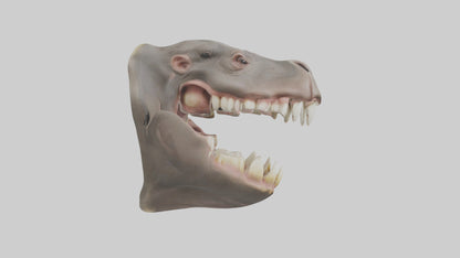 3D model Hippopotamus Teeth Model VR / AR / low-poly