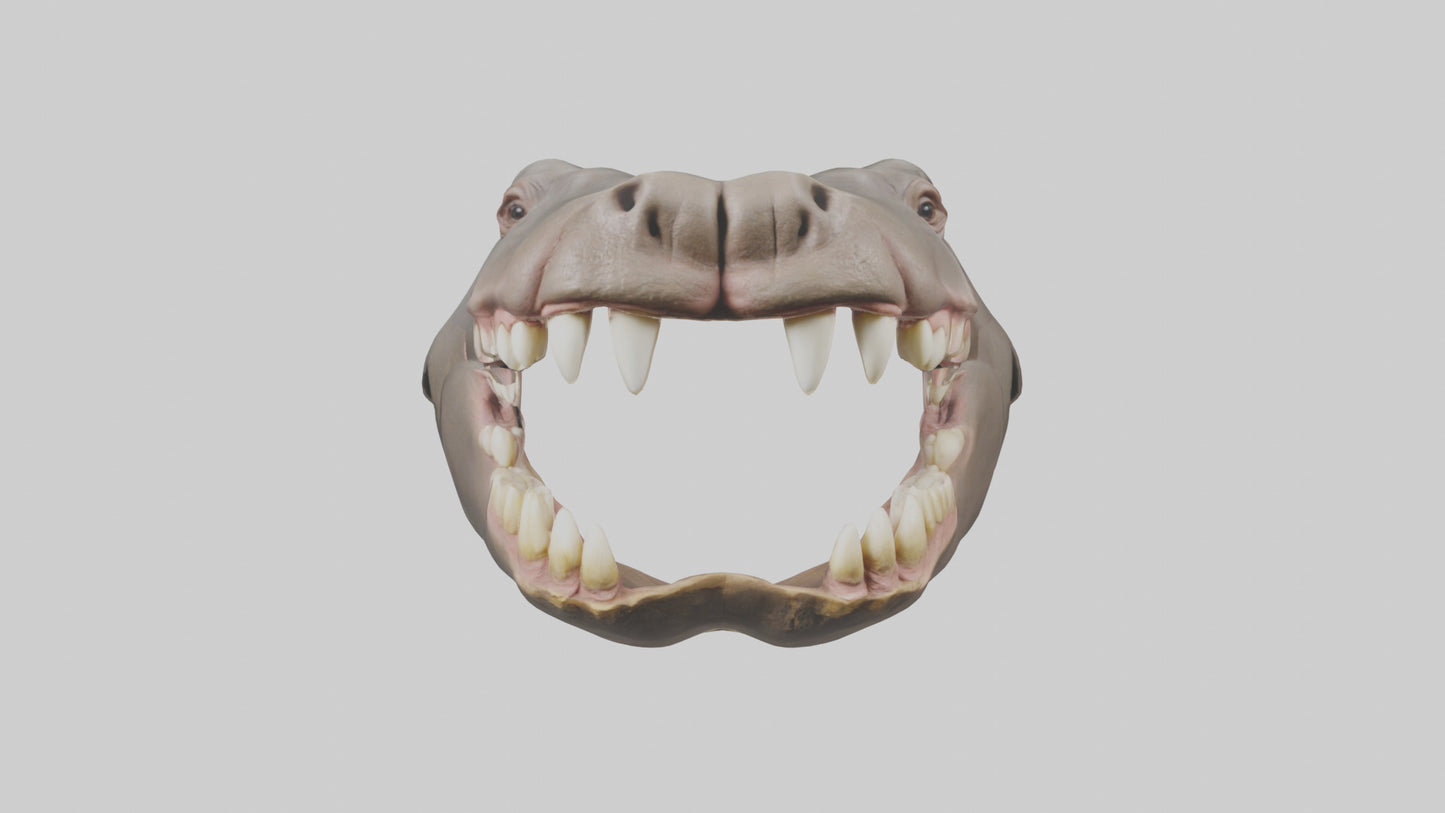 3D model Hippopotamus Teeth Model VR / AR / low-poly