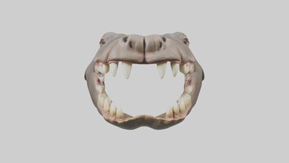 3D model Hippopotamus Teeth Model VR / AR / low-poly