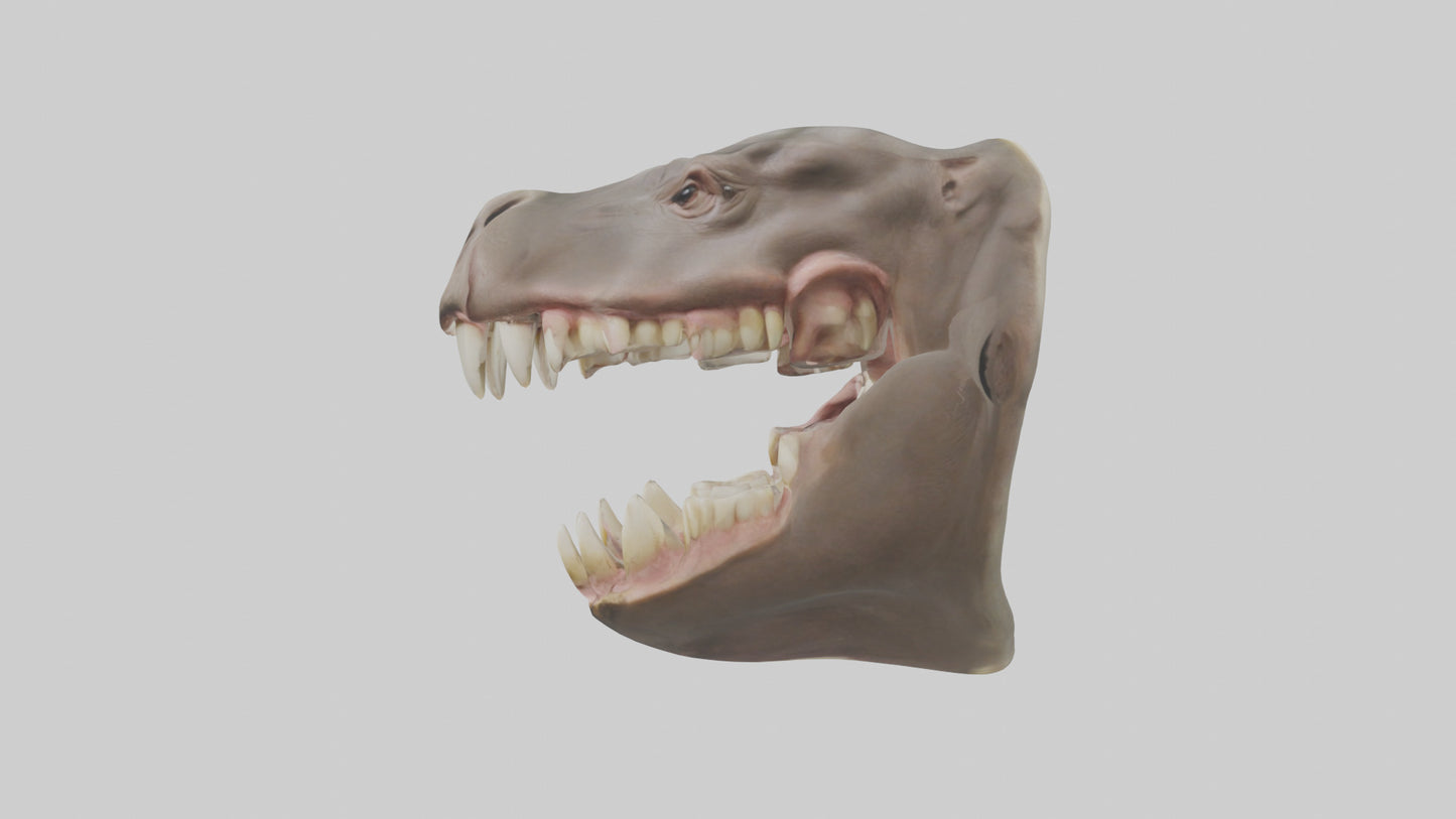 3D model Hippopotamus Teeth Model VR / AR / low-poly