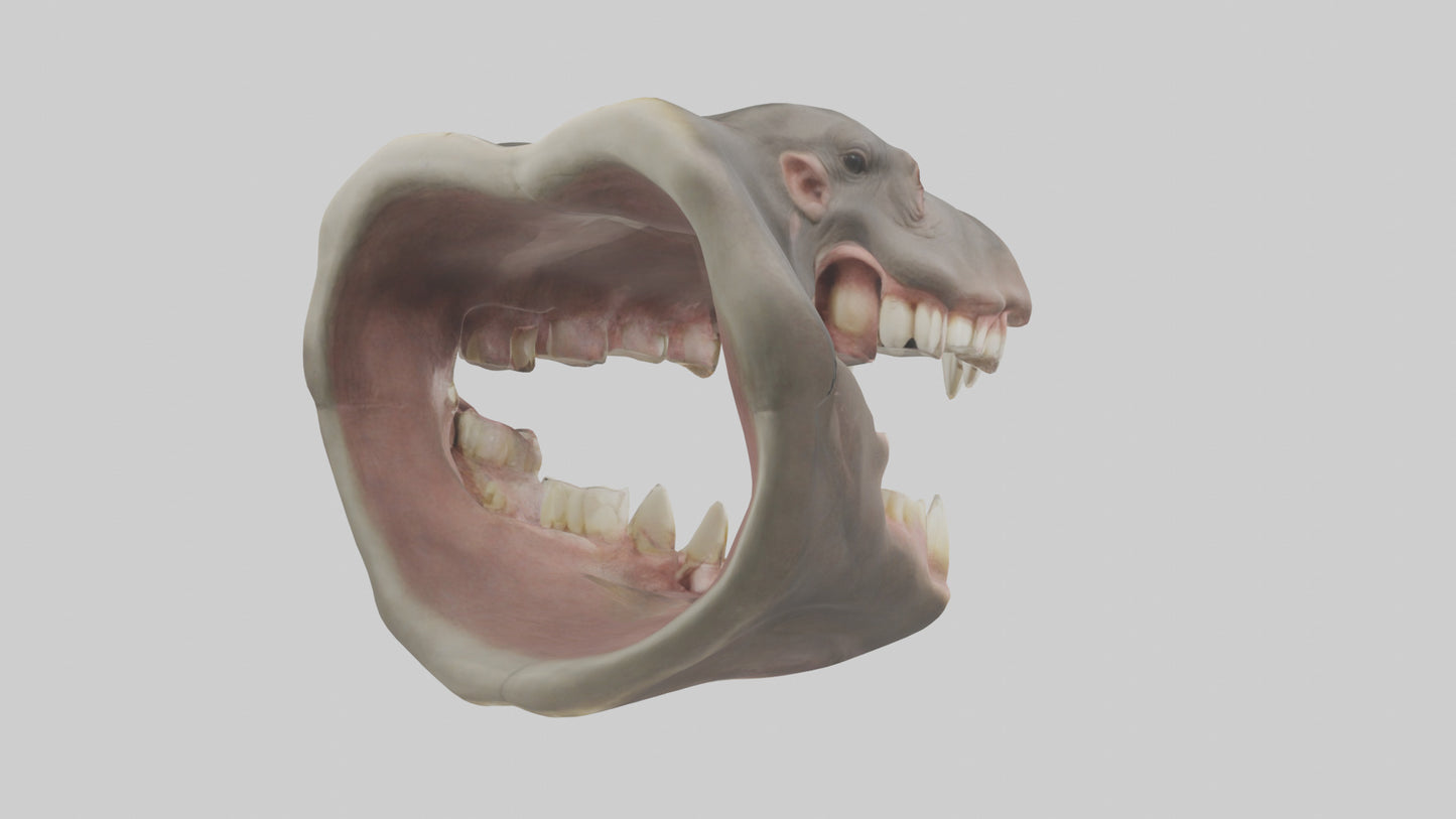 3D model Hippopotamus Teeth Model VR / AR / low-poly