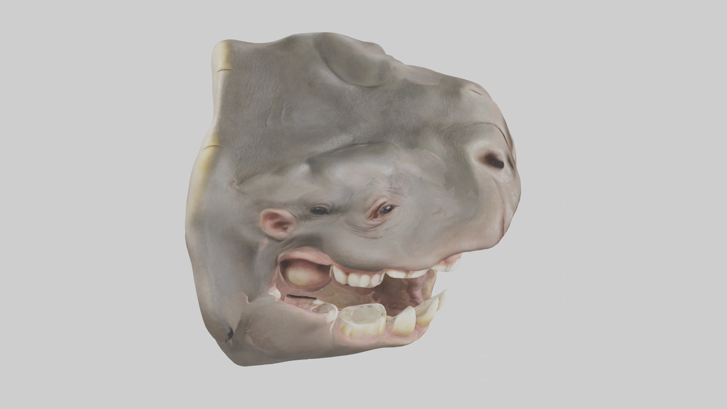 3D model Hippopotamus Teeth Model VR / AR / low-poly
