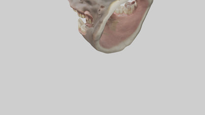 3D model Hippopotamus Teeth Model VR / AR / low-poly
