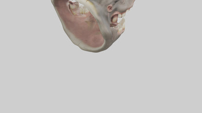 3D model Hippopotamus Teeth Model VR / AR / low-poly