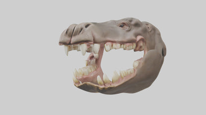 3D model Hippopotamus Teeth Model VR / AR / low-poly