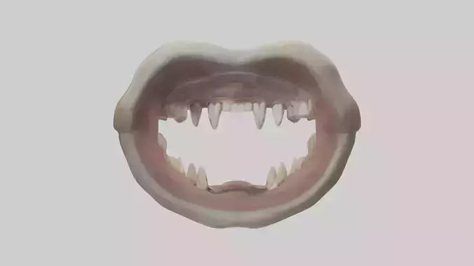 3D model Hippopotamus Teeth Model VR / AR / low-poly