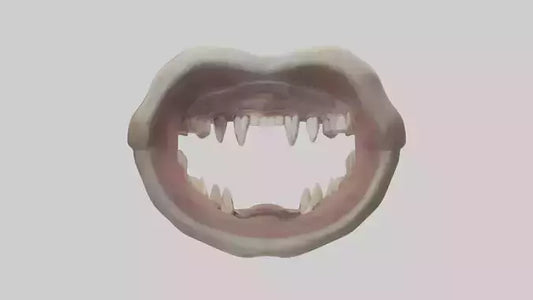 3D model Hippopotamus Teeth Model VR / AR / low-poly