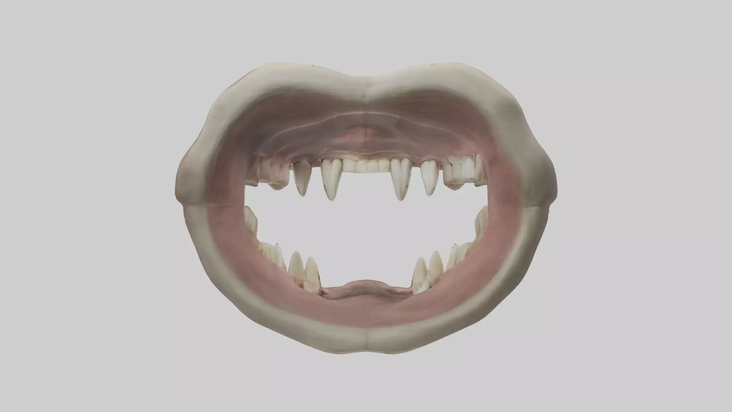 3D model Hippopotamus Teeth Model VR / AR / low-poly