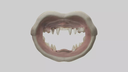 3D model Hippopotamus Teeth Model VR / AR / low-poly