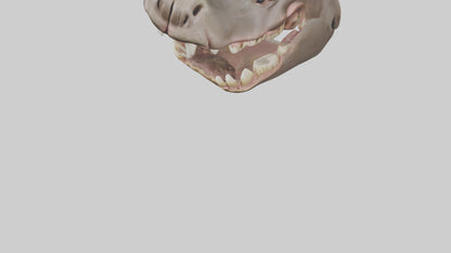 3D model Hippopotamus Teeth Model VR / AR / low-poly