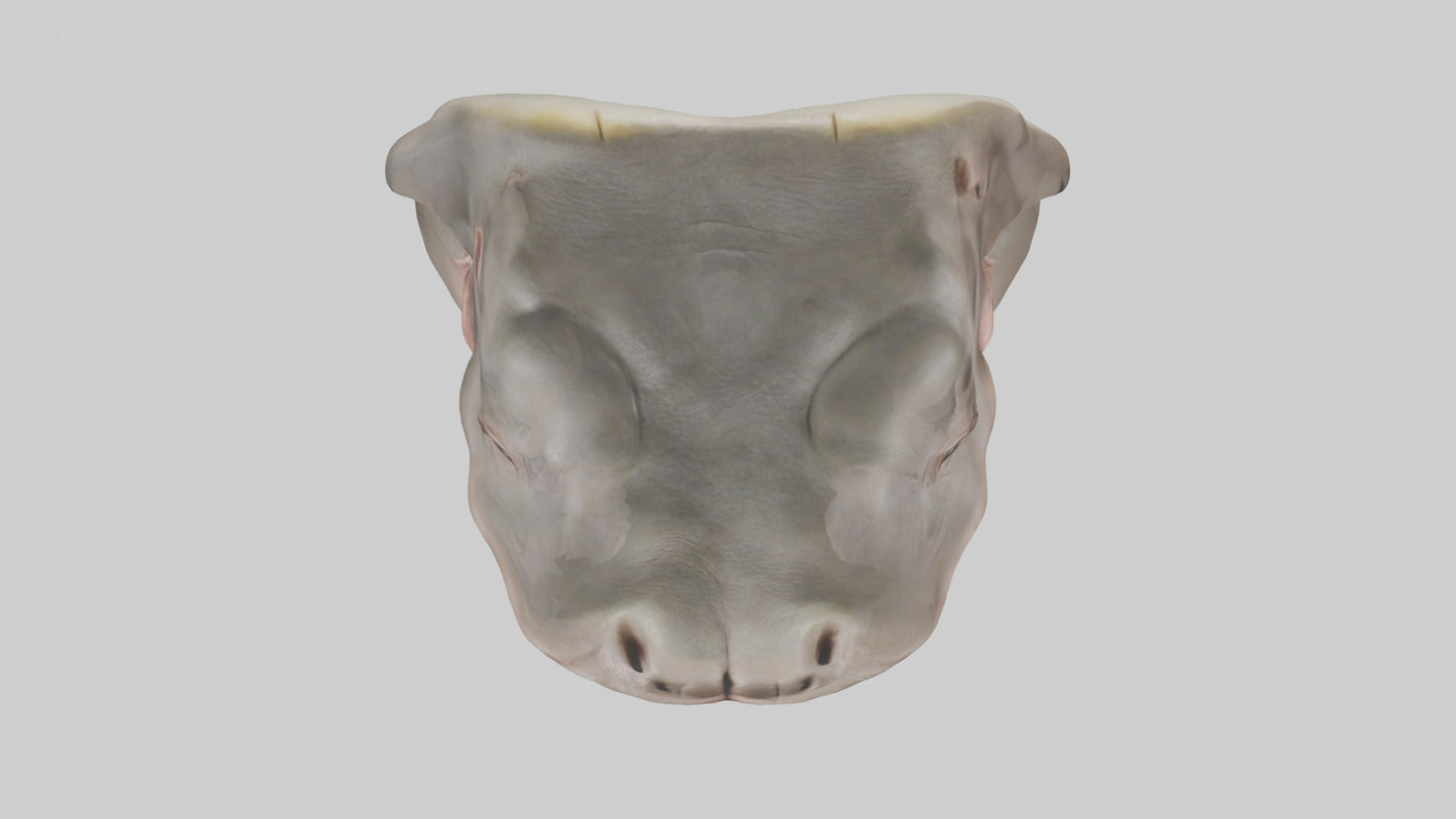 3D model Hippopotamus Teeth Model VR / AR / low-poly
