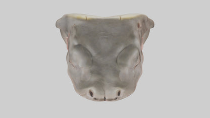 3D model Hippopotamus Teeth Model VR / AR / low-poly