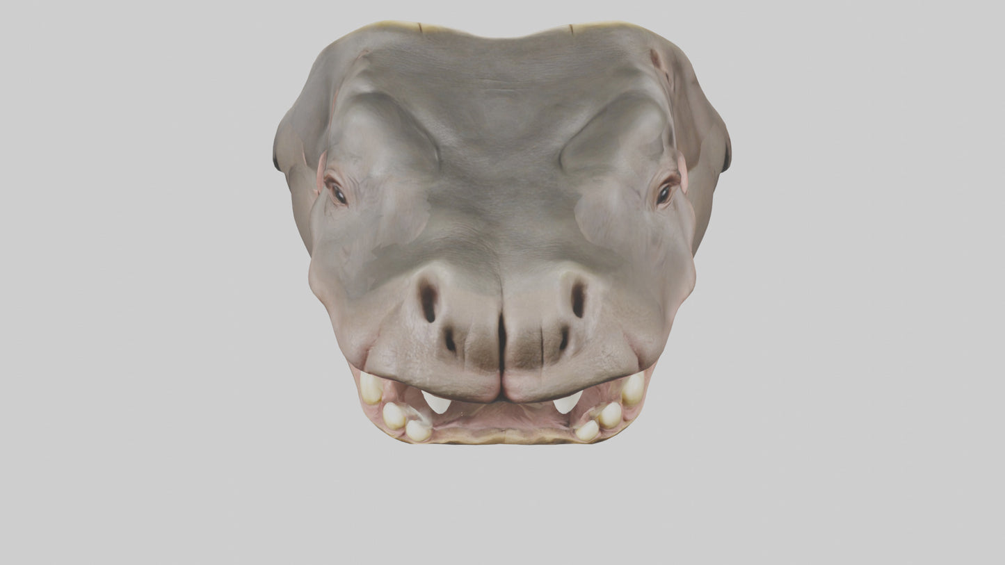 3D model Hippopotamus Teeth Model VR / AR / low-poly