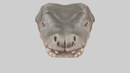 3D model Hippopotamus Teeth Model VR / AR / low-poly