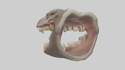 3D model Hippopotamus Teeth Model VR / AR / low-poly
