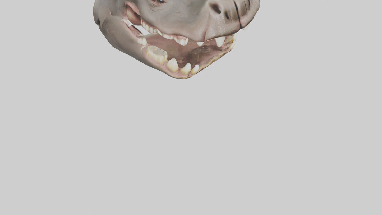 3D model Hippopotamus Teeth Model VR / AR / low-poly