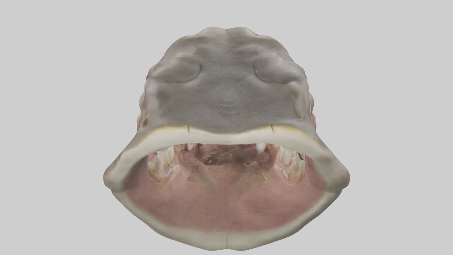 3D model Hippopotamus Teeth Model VR / AR / low-poly