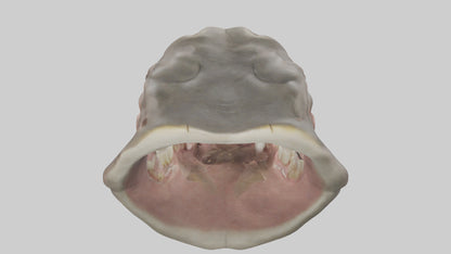 3D model Hippopotamus Teeth Model VR / AR / low-poly