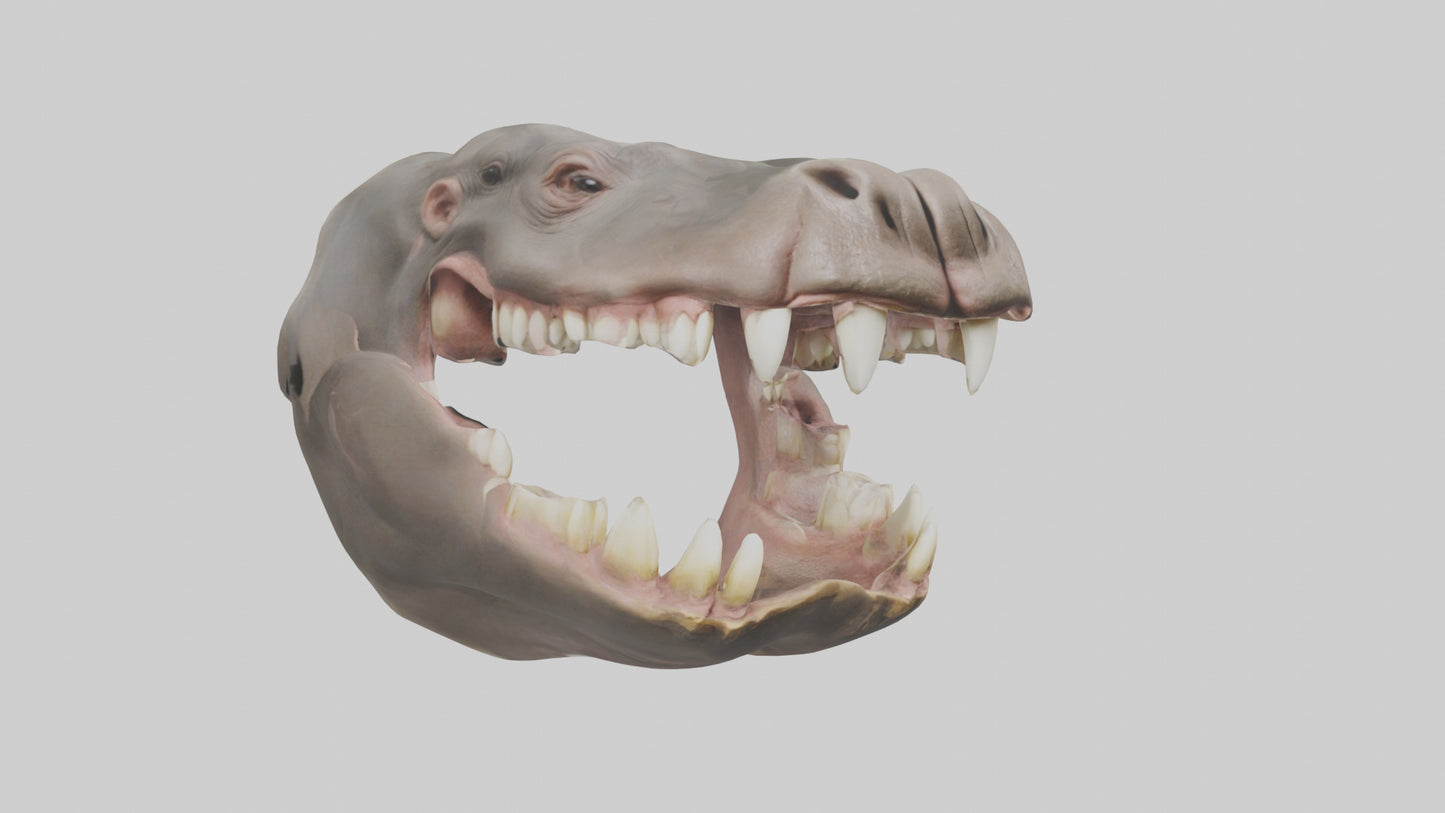 3D model Hippopotamus Teeth Model VR / AR / low-poly