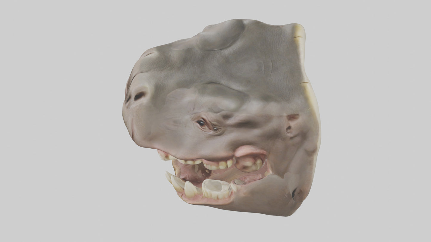 3D model Hippopotamus Teeth Model VR / AR / low-poly