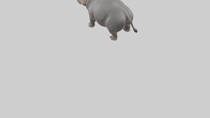 3D model Hippopotamus yawning model VR / AR / low-poly
