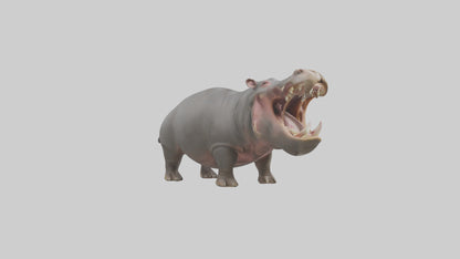 3D model Hippopotamus yawning model VR / AR / low-poly
