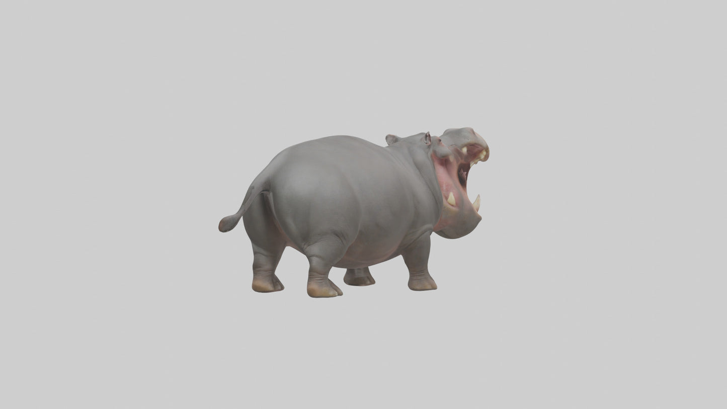 3D model Hippopotamus yawning model VR / AR / low-poly
