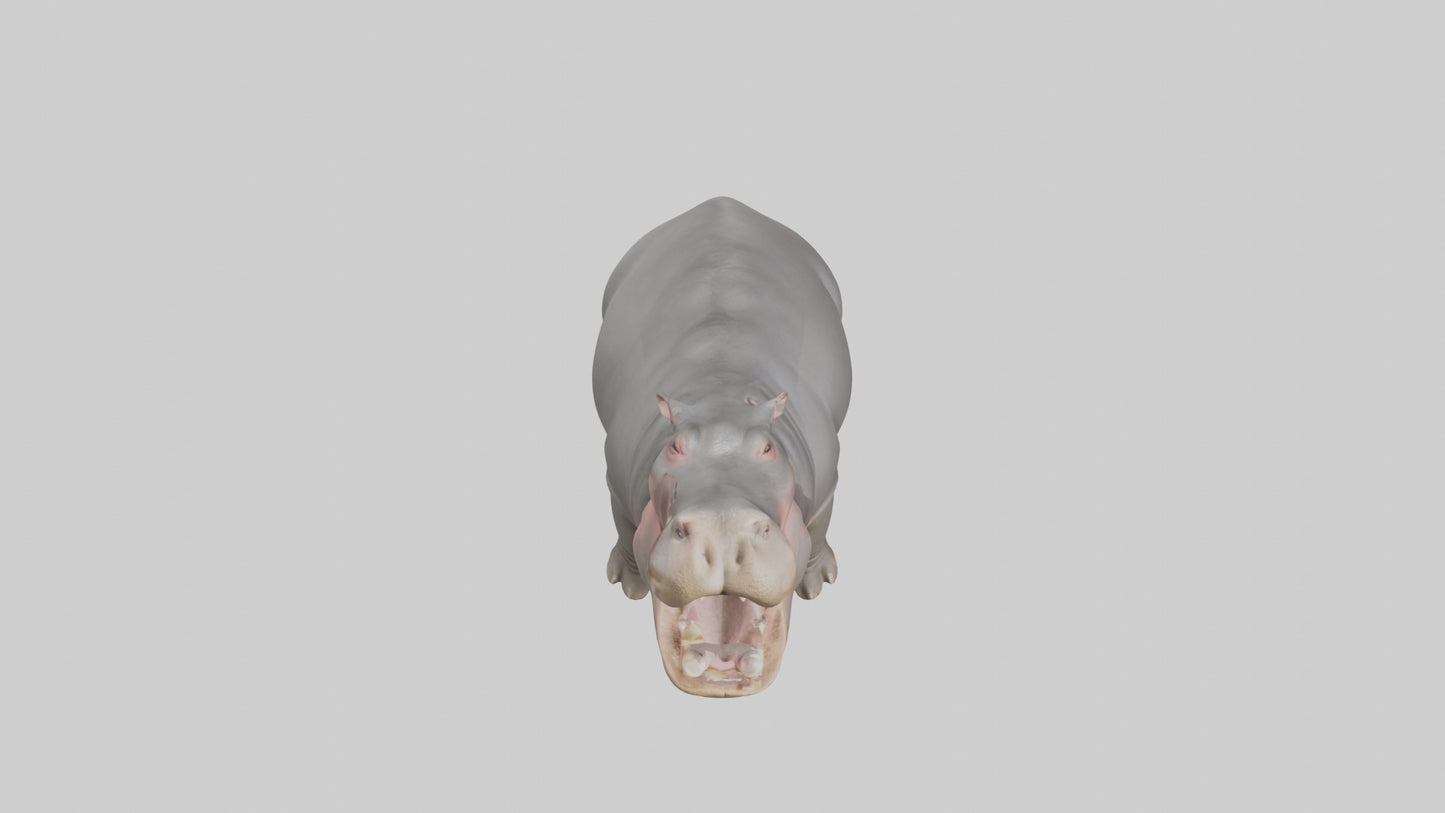 3D model Hippopotamus yawning model VR / AR / low-poly