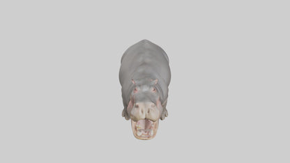 3D model Hippopotamus yawning model VR / AR / low-poly