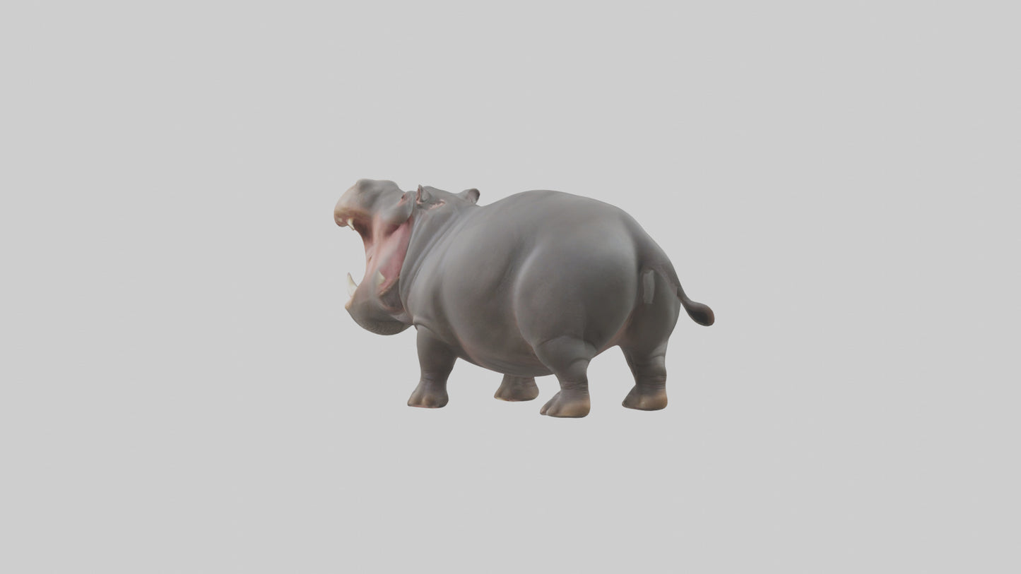 3D model Hippopotamus yawning model VR / AR / low-poly
