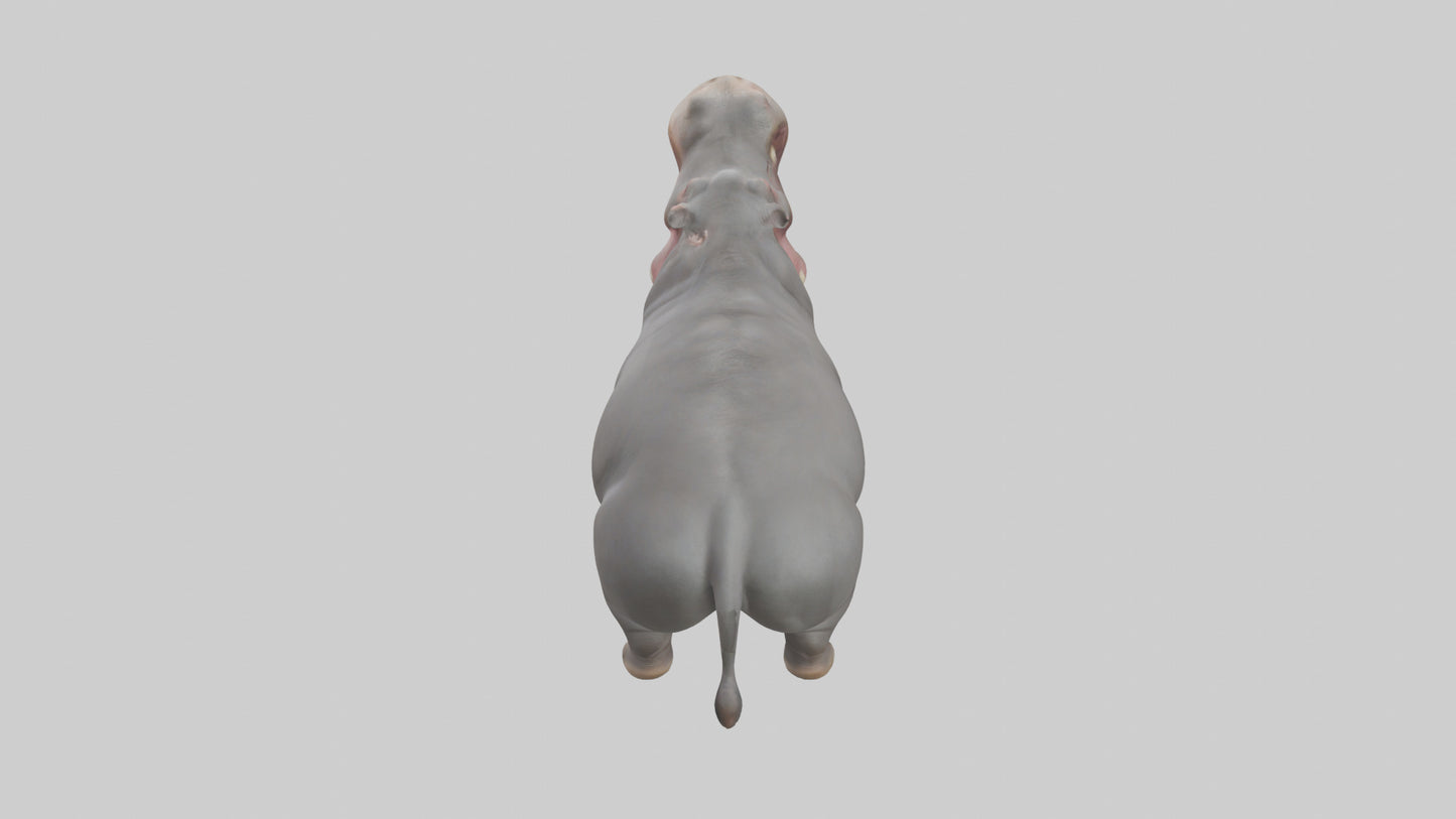 3D model Hippopotamus yawning model VR / AR / low-poly
