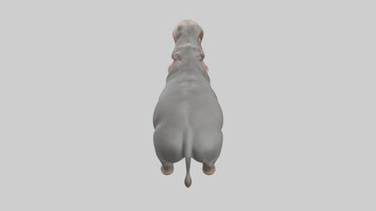 3D model Hippopotamus yawning model VR / AR / low-poly