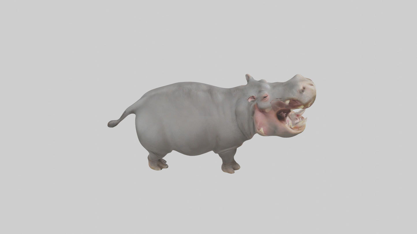 3D model Hippopotamus yawning model VR / AR / low-poly