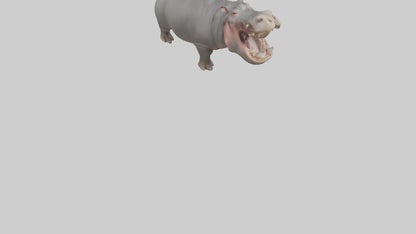 3D model Hippopotamus yawning model VR / AR / low-poly
