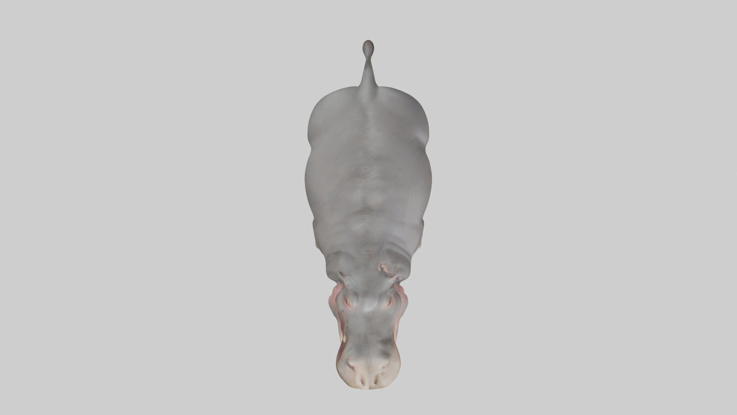 3D model Hippopotamus yawning model VR / AR / low-poly