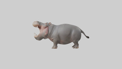 3D model Hippopotamus yawning model VR / AR / low-poly